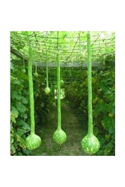 Köy Tohumları 10 Adet Tohum Nadir Uzun Süs Su Kabağı Tohumu Sarkık Süs Kabağı...