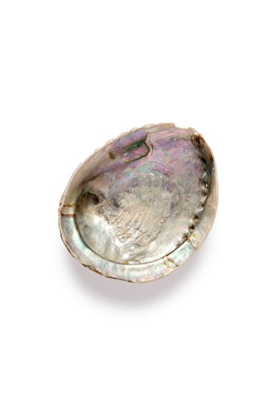 Safnaturel Sertifikalı Istiridye Sedef Deniz Kabuğu