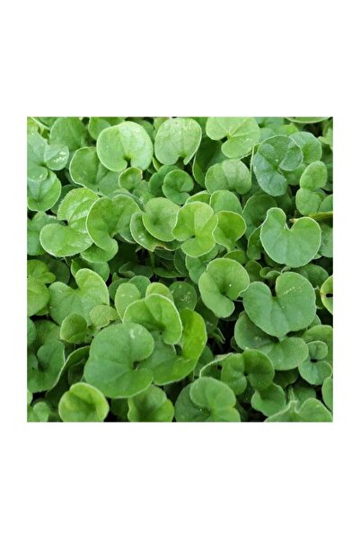 DEFNE TOHUMCULUK Fare Kulağı Tohumu 250gr Fare Kulağı Çim Tohumu Kundura Çimi...