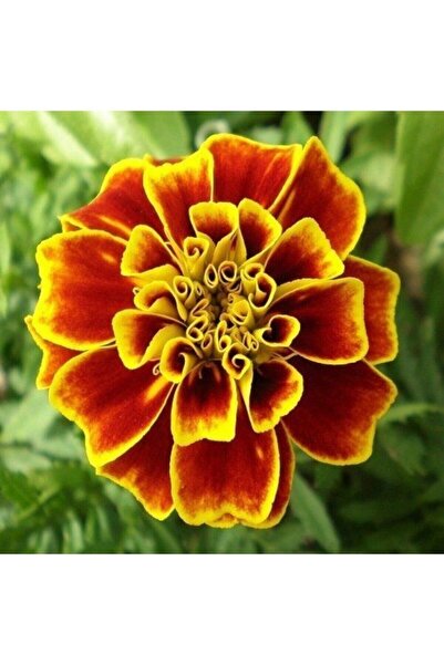 Köy Tohumları 100 Adet Tohum Organik Bahçe Kadife Çiçeği Tohumu Mis Kokulu Kö...