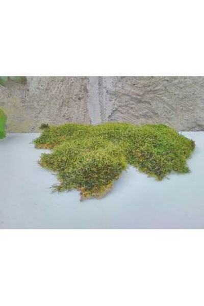 Genel Markalar Doğal Kaya & Ağaç Yosunu 60x60cm Canlı Bitki Moss