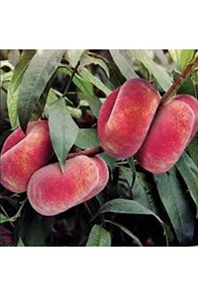 E-fidancim Tüplü Yarı Bodur Paraguaya Basık Şeftali Fidanı