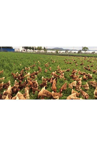 Agrobazaar Gezen Tavuk Için 5 Çeşit Yem Bitkisi Tohumu Karışımı 6 kg