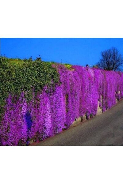 pearlexoticseed Mor Sarmaşık Çiçek Tohumu 5 Adet