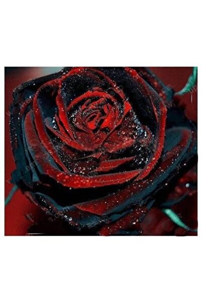 pearlexoticseed Siyah Kırmızı Gül Çiçek Tohumu 5 Adet