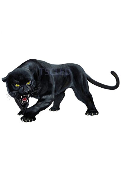 TSC ملصق سيارة النمر الأسود يزأر ملصق ملون