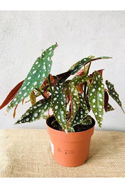 SUKULENTİSTANBUL Begonia Maculata - Benekli Begonya Iç Ortam Bitkisi-nadir Tü...