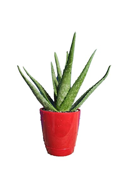 Genel Markalar Toru Bahçe Aloe Vera Bitkisi-jel Için Orta Boy Doğal Krem Şifalı