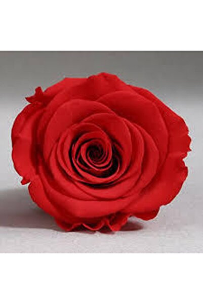 Rose Amor XL وردة حمراء غير قابلة للتلاشي، هدية زهرة عالية الجودة ومتينة