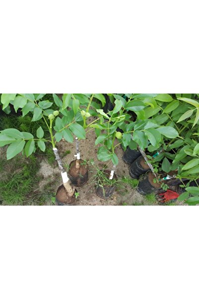 Yenice Fidancılık 10 Adet Aşılı Tüplü Fernor Ceviz Fidanı