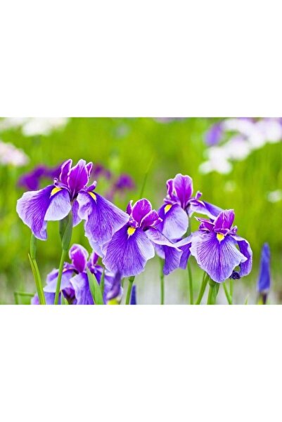 Fidan & Peyzaj Zambak / Süsen (iris Germanica)