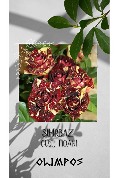 OLİMPOS TARIM 5 Adet Açık Kök Sihirbaz Baston Gül Fidanı Rosa Abrakadabra