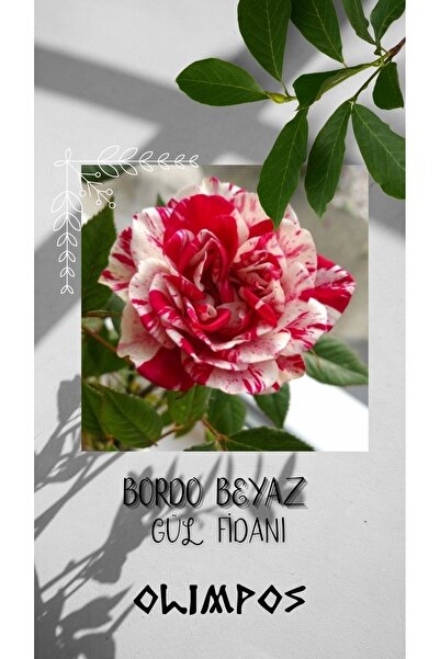 OLİMPOS TARIM 1 Adet Açık Kök Bordo Beyaz Renk Baston Gül Fidanı