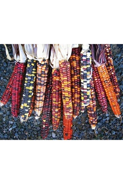 Köy Tohumları 20 Adet Tohum Orjinal Tohum Yeni Hasat Gökkuşağı Renkli Mısır T...