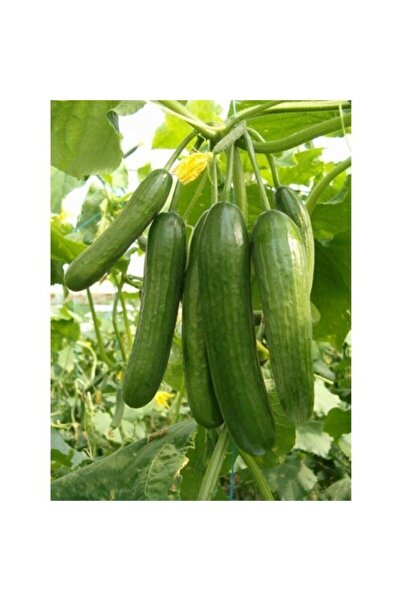 Köy Tohumları 30 Adet Tohum Organik Istanbul Çengelköy Hıyar Salatalık Tohumu...