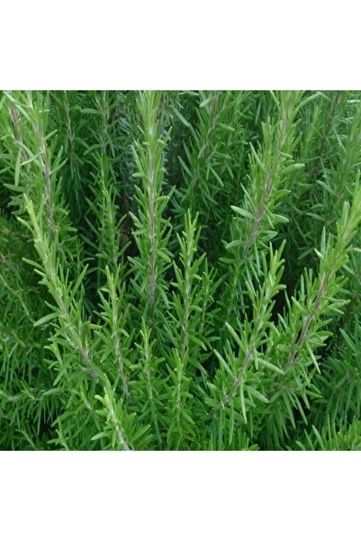 Alanyatropikal Şifacım Saksılık Blue Winter Biberiye Fidesi (3 ADET)