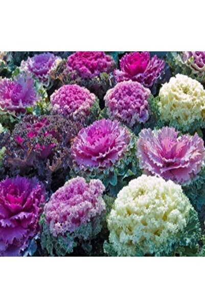 Köy Tohumları 35 Adet Tohum Organik Hobi Bahçe Saksılık Lahana Çiçek Tohumu S...