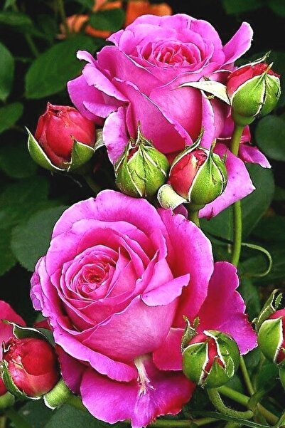 ÇİÇEKFLİX Pembe Gül Fidani Açık Kök Dikime Hazır 1 Adet