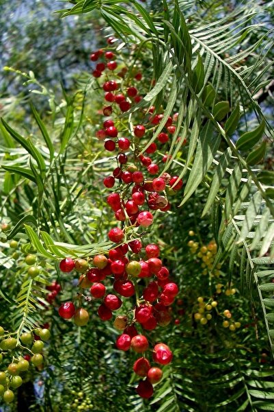 Tolgys Yalancı Karabiber Ağacı ( Schinus Molle ) Tohumu / 5 Adet Tohum