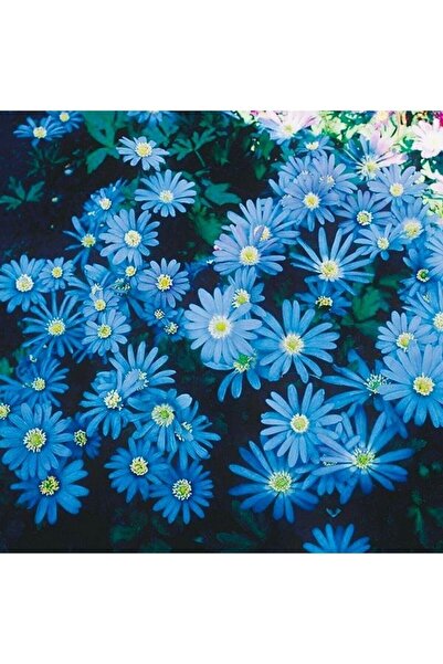 Köy Tohumları 10 Adet Tohum Organik Bahçe Mavi Papatya Mezar Çiçeği Tohumu Organik Bahçe Balkon Papatyası Tohumu