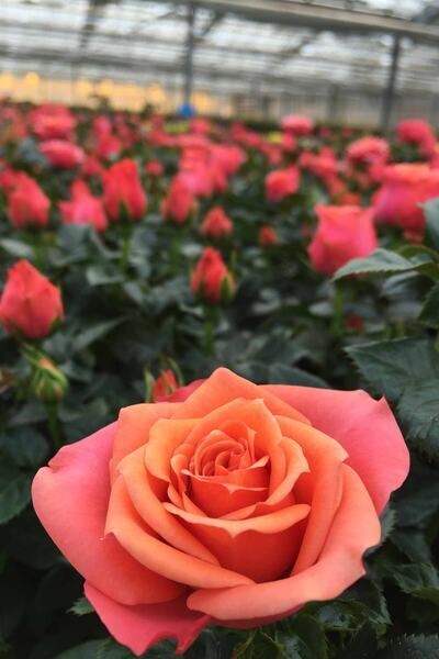 ÇİÇEKFLİX Gül Fidesi Fidan Bitkisi 27-37cm Açık Kök 1 Adet