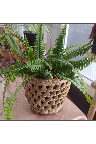 Genel Markalar Hasır Sepet Saksı El Emeği Tasarım Dekoratif Hediyelik Sunumlu...