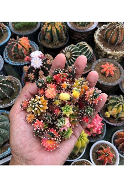 SAHRAFLORA Karışık Kaktüs Tohum Seti (50 ADET TOHUM)