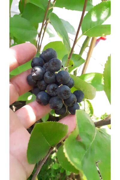 İncim Çiçekçilik Ve Fidancılık Aronya Fidanı 80 Cm Boy