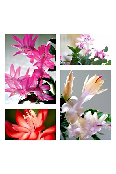 serada decor & plant Yılbaşı Çiçeği 4 Adet 6,5 Mini Saksıda Dörtlü 1.kalite I...