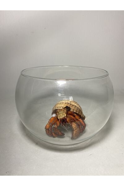 AntikHacı Fosil Hermit Yengeci