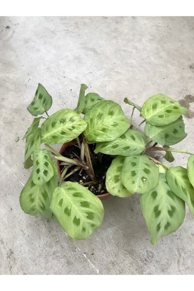 SUKULENTİSTANBUL Maranta Kerchoveana Dua Çiçeği 12 Cm Saksıda