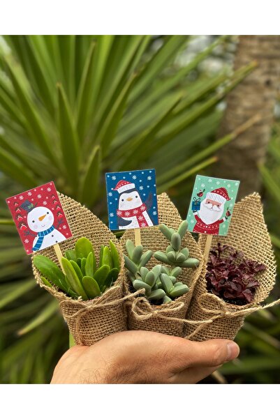 FİDAN PAZARI Jüt Süslemeli Yılbaşı Mix Sukulent Paket