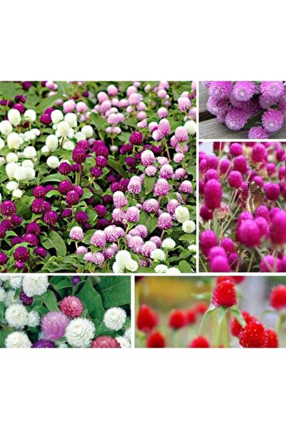 Köy Tohumları 50 Adet Tohum Organik Hobi Bahçe Balkon Çiçekleri Medine Çiçek ...