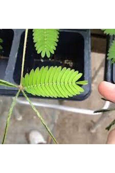 Köy Tohumları 25 Adet Tohum Organik Bahçe Çiçekler Küstüm Çiçek Tohumu Mimoza Çiçeği Saksılık Balkon Çiçeği Saksı