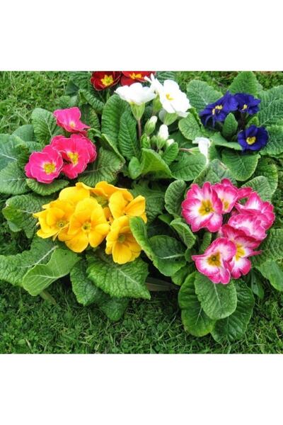 Köy Tohumları 10 Adet Tohum Orjinal Bahçe Karışık Çuha Çiçek Tohumu Yeni Hasa...