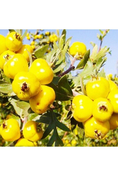Köy Tohumları 5 Adet Tohum Organik Bahçe Yabani Dağ Sarı Alıç Tohumu Organik ...