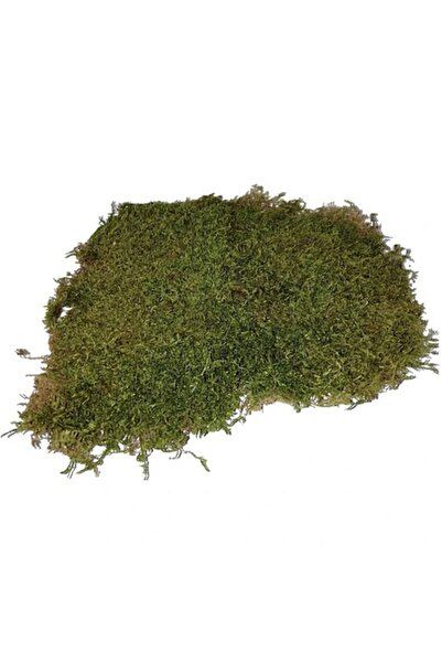 trendbahce Flatmoss Kara Yosunu 500 Gr. Doğal Kaya Yosunu Teraryum