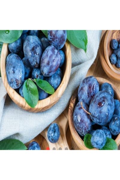 E-fidancim Tüplü Tam Bodur Innovative Tree Mürdüm Eriği Fidanı