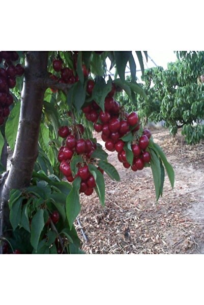 E-fidancim Tüplü Yarı Bodur Erkenci Star Giant Kiraz Fidanı