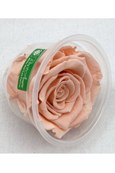 Rose Amor Unfading Salmon Shocked Rose