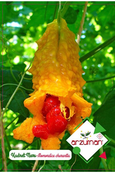 Arzuman Tohum Kudret Narı Çiçek Tohumu (5 Adet)