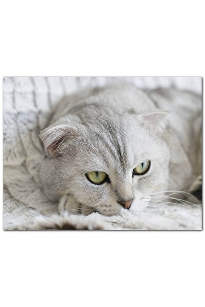 Cakatablo Tablou din lemn Pisică British Shorthair bej (dimensiune 25x35 cm)