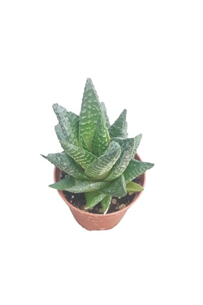 torubahce Teraryum İçin Haworthia Limifolia 5 10 cm
