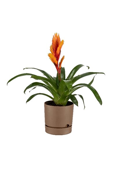 Poliwork Begonya Saksı 21 Cm Sütlü Kahve 5 Lt