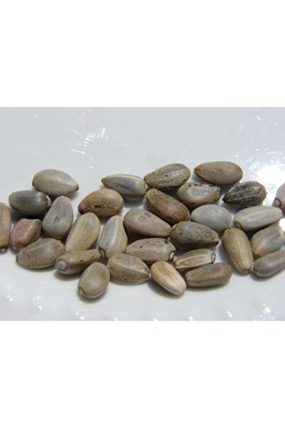 Tohumcumm Enginar Tohumu- Yerli Sakız Cinsi- (10 Adet)