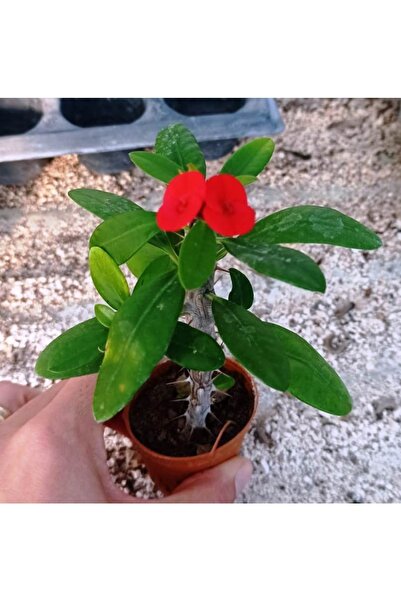 cantropikal Euphorbia Milii, Dikenler Tacı, Koyu Pembe Çiçek Açan Sukulent