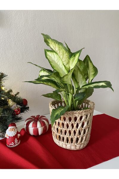 lavenhome سلة الخوص المزخرفة