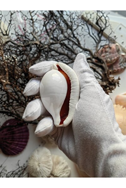 Seashell Rio Deniz Kabuğu ; Ovula Ovum / 1 Adet / 6 - 8 Cm
