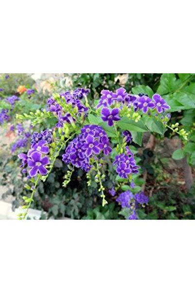 Gloria Saksıda Duranda Çiçeği - Ağaç Menekşesi 80-100 Cm