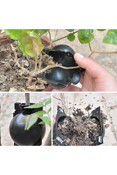 Starlight Bitki Köklendirme Topu 50 Mm 4 Adet